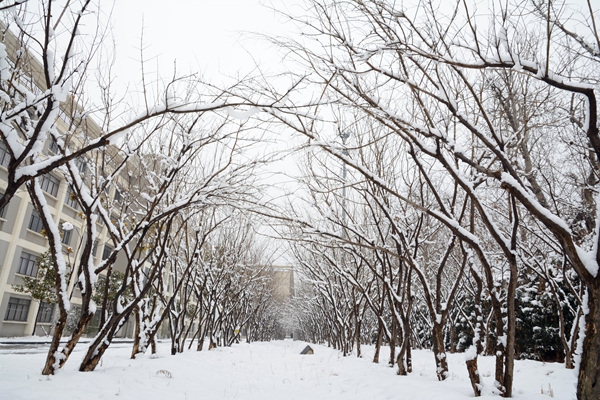 校园雪景